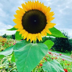 Meet your Posher, Evelin